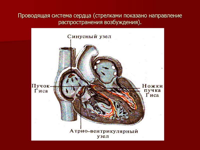 Проводящая система сердца (стрелками показано направление распространения возбуждения).